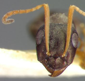 Media type: image;   Entomology 8890 Aspect: head frontal view